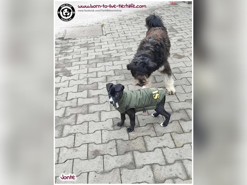 Welpenjunge Jonte sucht ein Zuhause