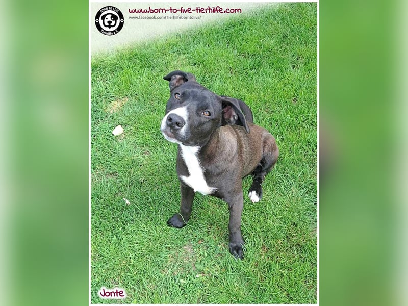 Welpenjunge Jonte sucht ein Zuhause