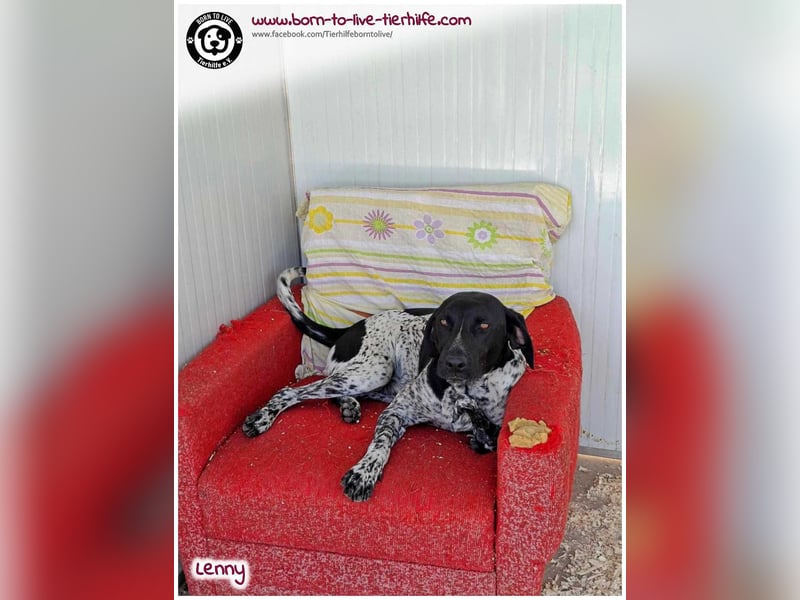 Handicap Fellnasse Lenny sucht ein Zuhause für immer