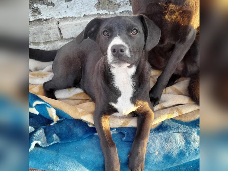 Welpenjunge Jonte sucht ein Zuhause