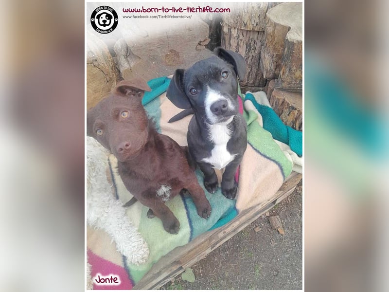 Welpenjunge Jonte sucht ein Zuhause