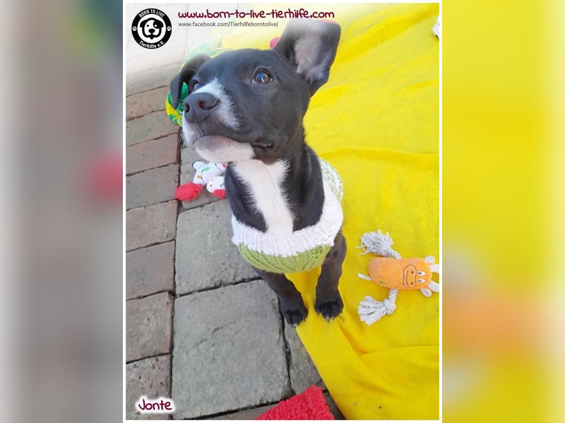 Welpenjunge Jonte sucht ein Zuhause