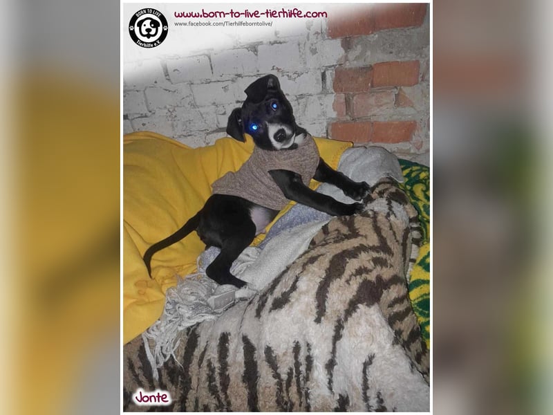 Welpenjunge Jonte sucht ein Zuhause