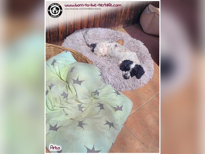 Mega lieber Arko sucht ein Körbchen