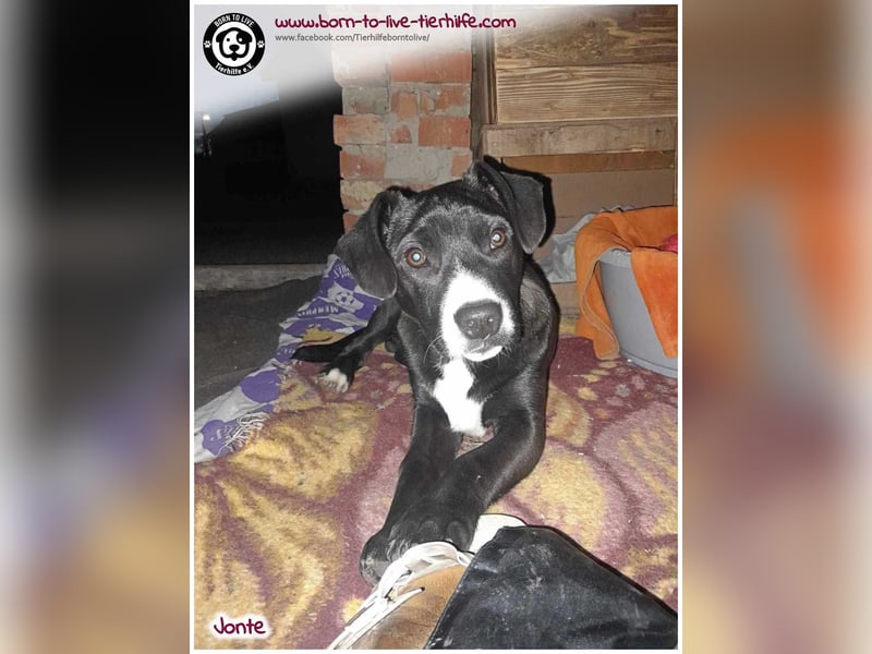 Welpenjunge Jonte sucht ein Zuhause