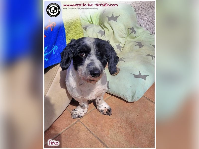 Mega lieber Arko sucht ein Körbchen