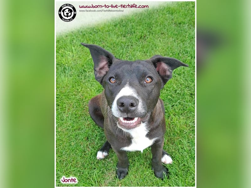 Welpenjunge Jonte sucht ein Zuhause