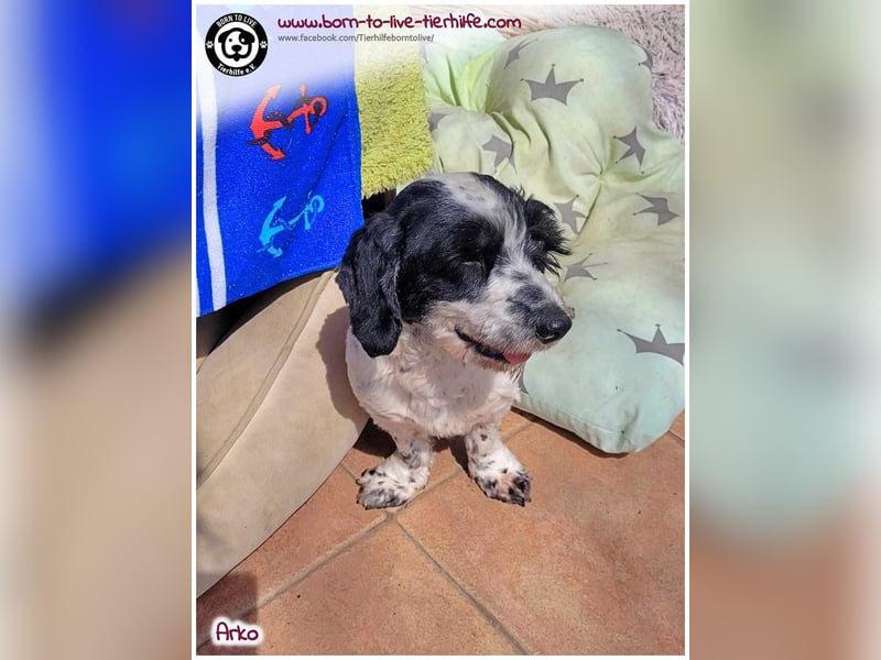 Mega lieber Arko sucht ein Körbchen