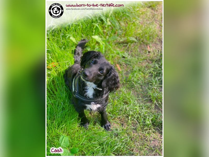 Cash sucht ein neues Zuhause