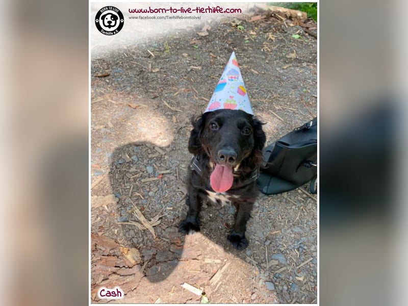 Cash sucht ein neues Zuhause