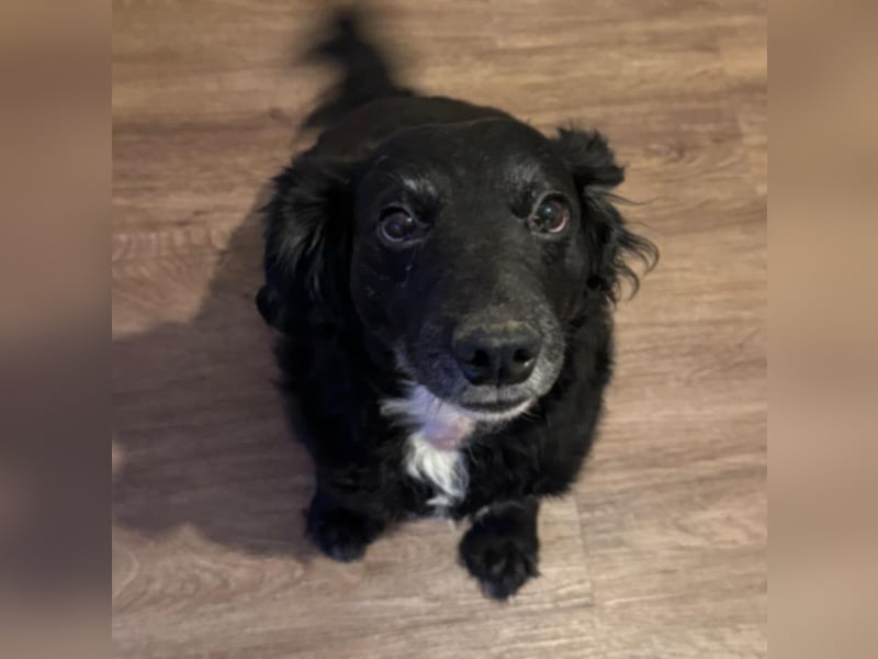 Cash sucht ein neues Zuhause