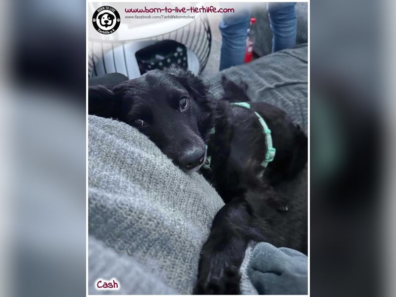 Cash sucht ein neues Zuhause