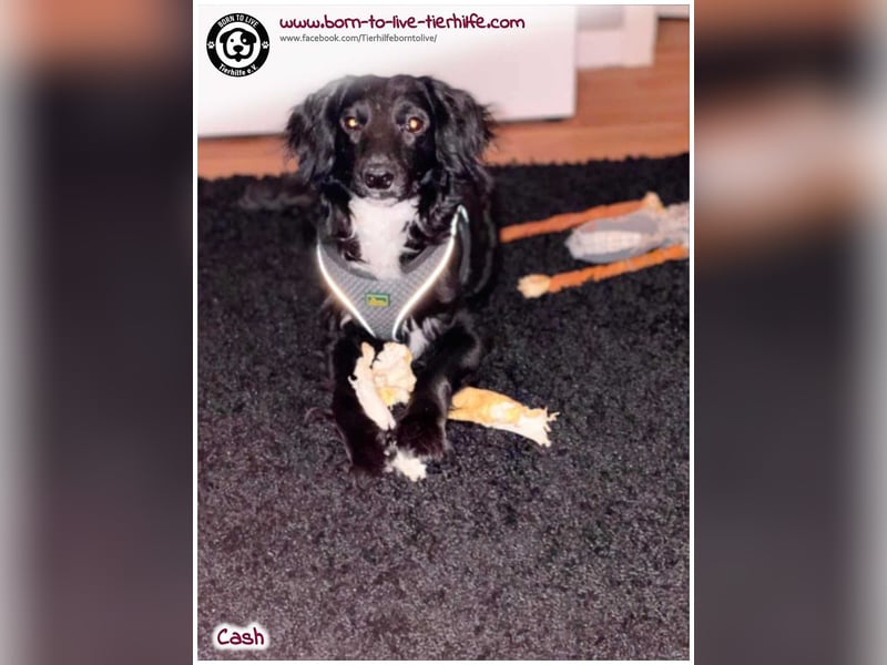 Cash sucht ein neues Zuhause