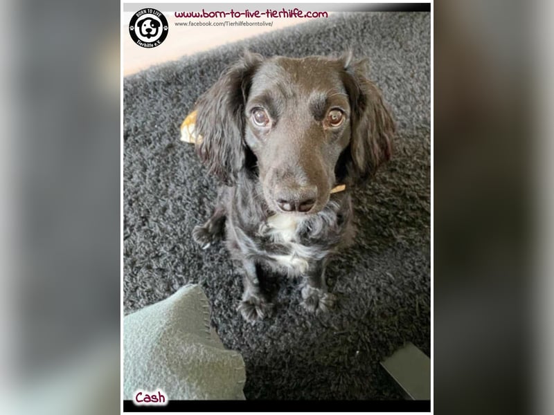 Cash sucht ein neues Zuhause