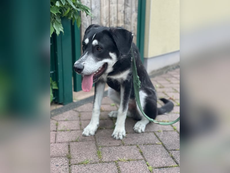 Raio sucht seinen Hof
