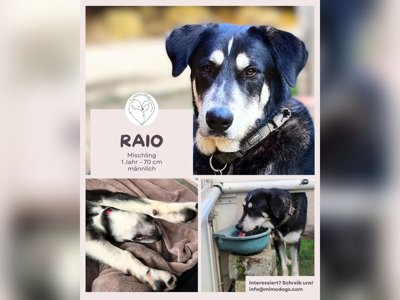 Raio sucht seinen Hof