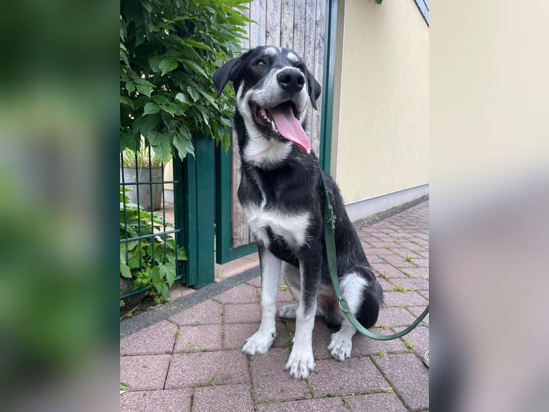 Raio sucht seinen Hof