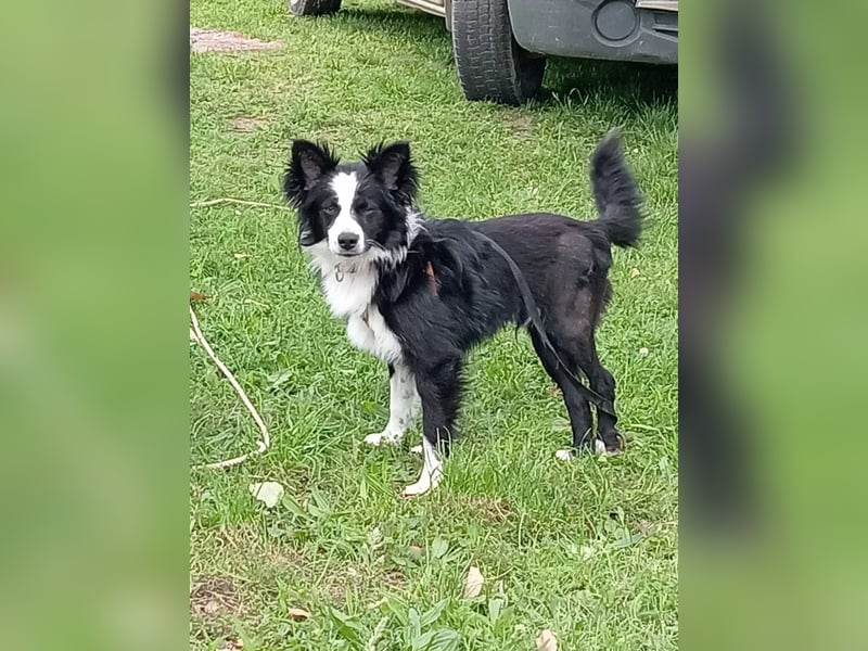 Tierschutzhund Pino sucht seine Menschen