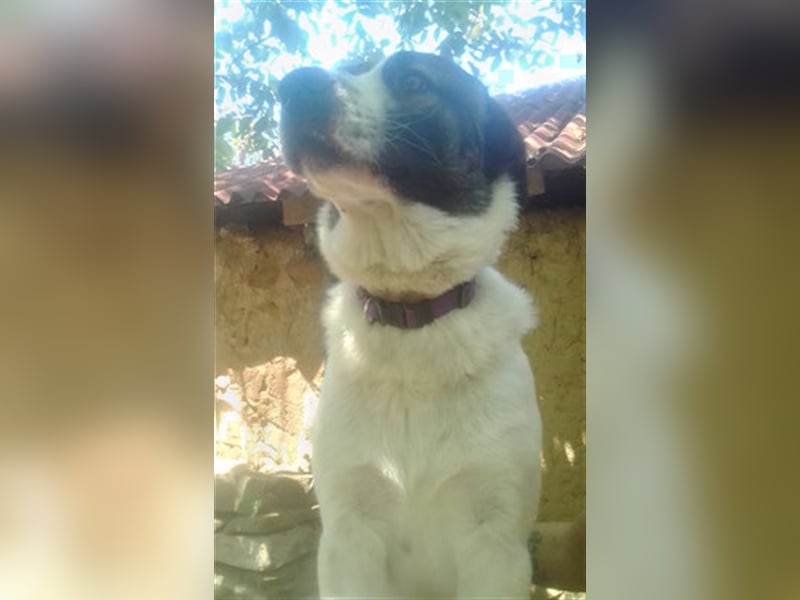 Joschi