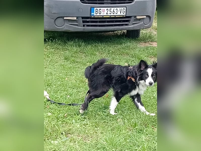 Tierschutzhund Pino sucht seine Menschen