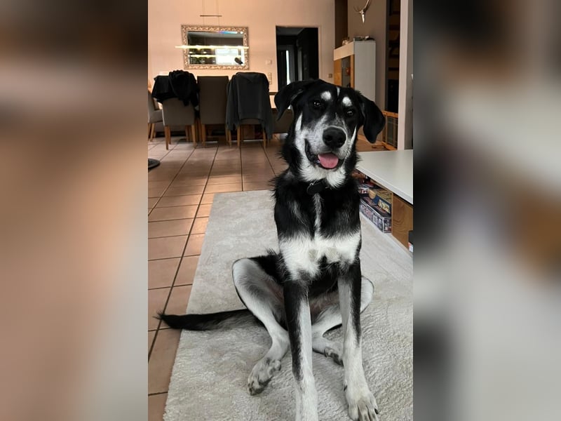 Raio sucht seinen Hof