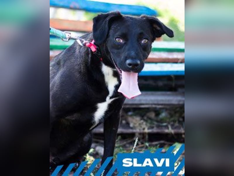 Slavi