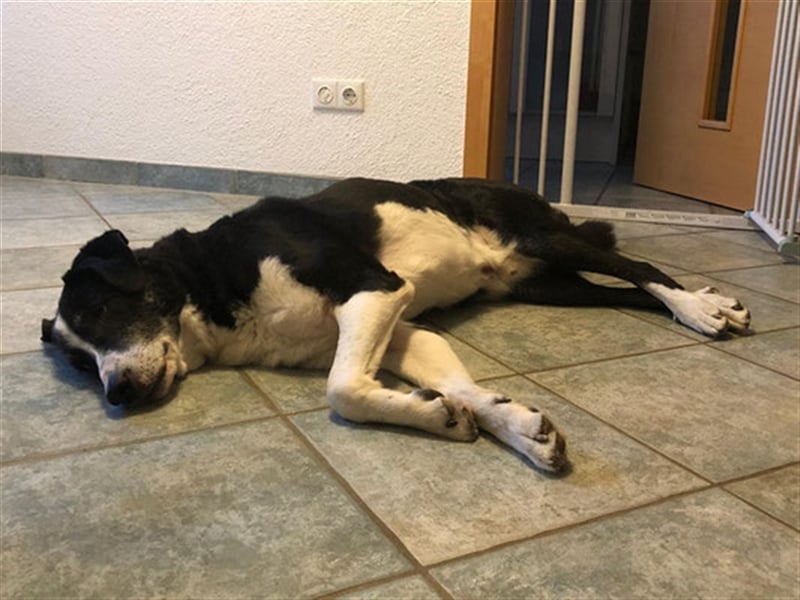 Domino