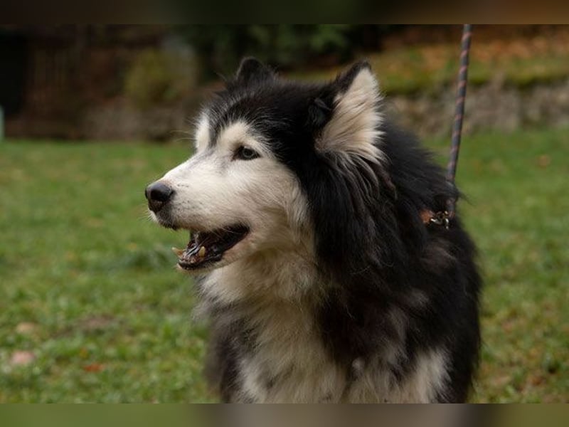 Ares