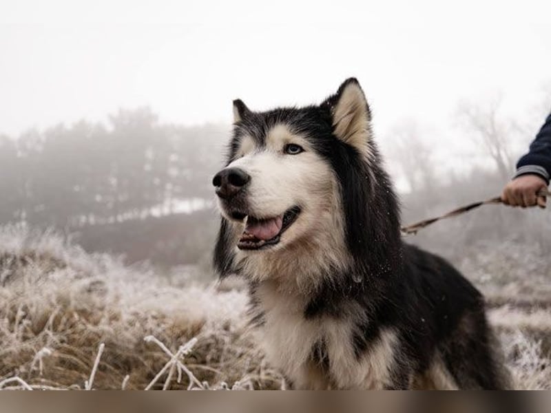 Ares