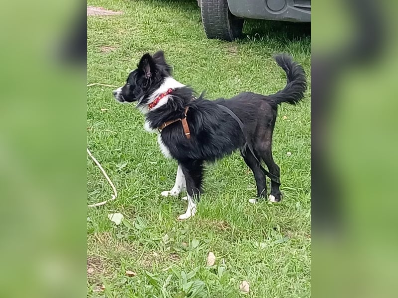 Tierschutzhund Pino sucht seine Menschen