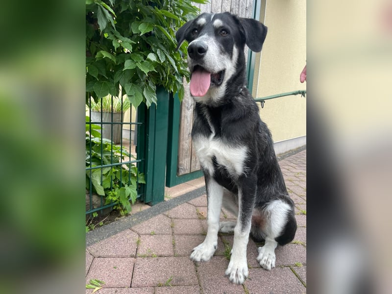 Raio sucht seinen Hof
