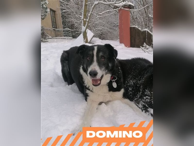 Domino