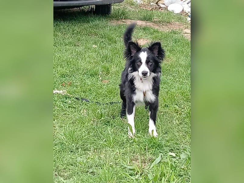 Tierschutzhund Pino sucht seine Menschen