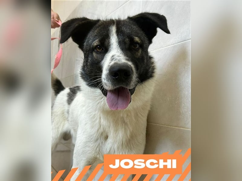 Joschi
