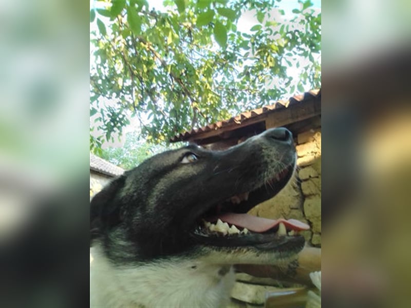 Joschi