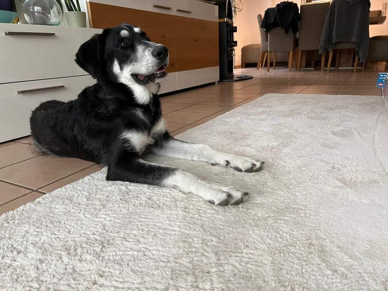 Raio sucht seinen Hof