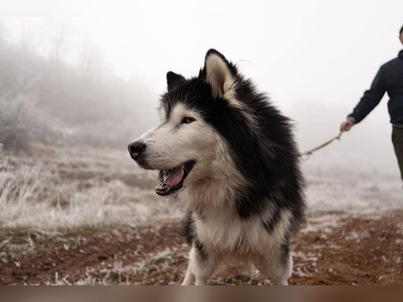 Ares