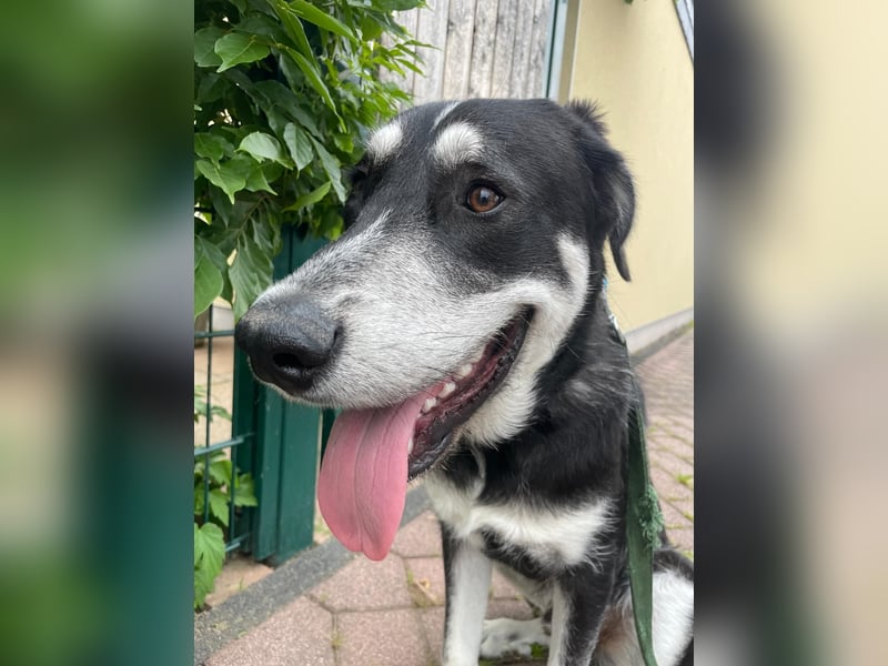 Raio sucht seinen Hof