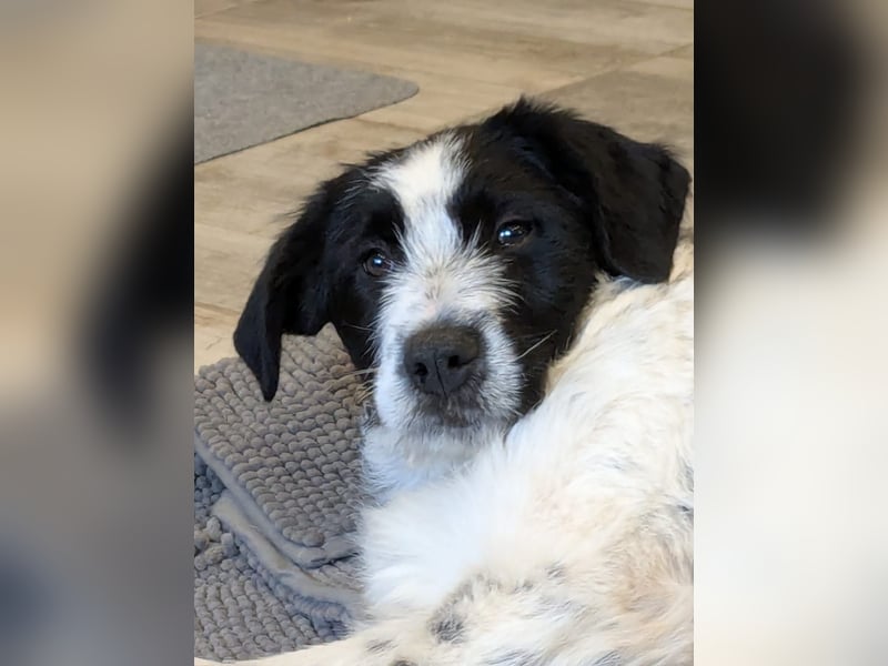 Kody der Wuschel sucht seine Menschen