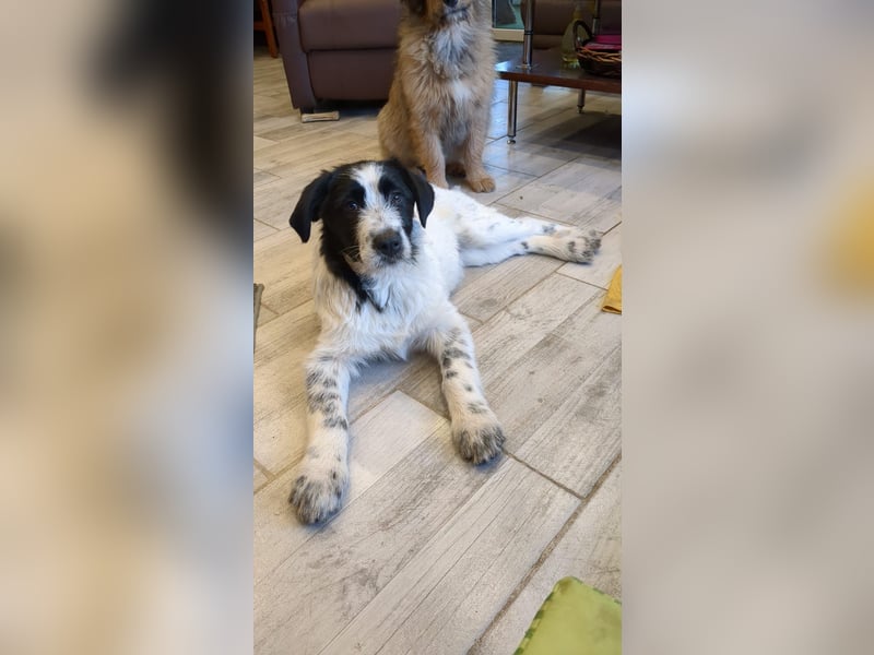 Kody der Wuschel sucht seine Menschen