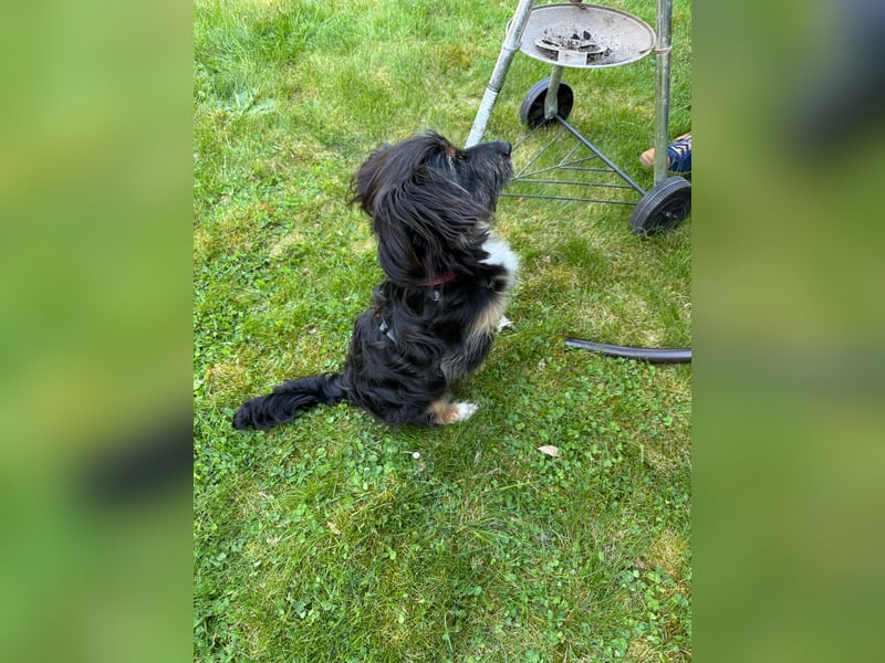 Richie - Kleiner Hund, große Augen