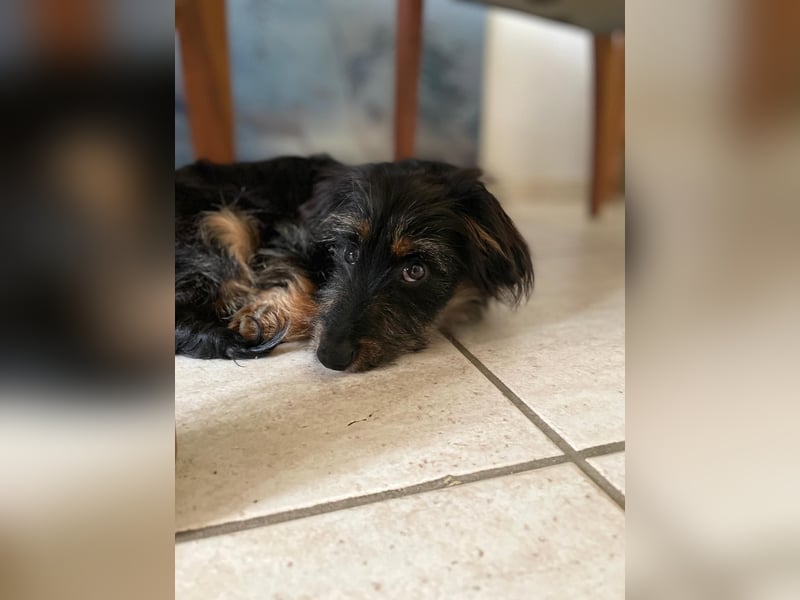 Richie - Kleiner Hund, große Augen