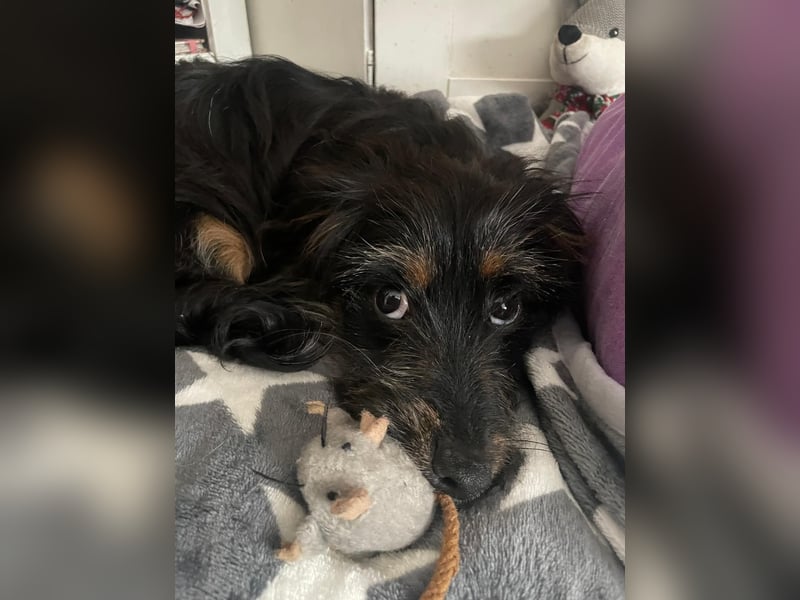 Richie - Kleiner Hund, große Augen