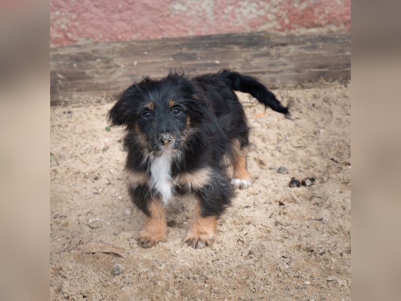 Richie - Kleiner Hund, große Augen