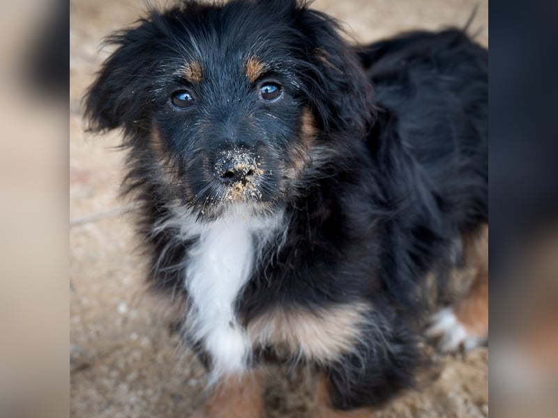 Richie - Kleiner Hund, große Augen