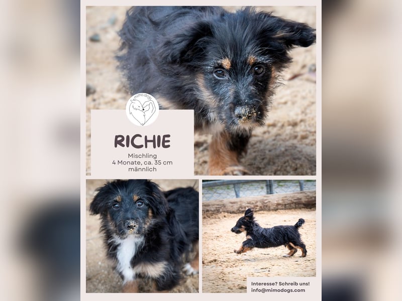 Richie - Kleiner Hund, große Augen