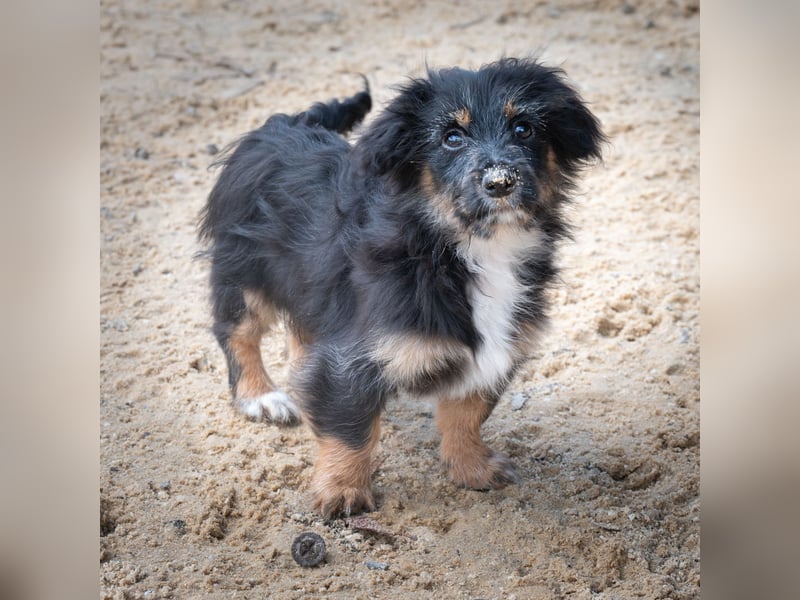 Richie - Kleiner Hund, große Augen