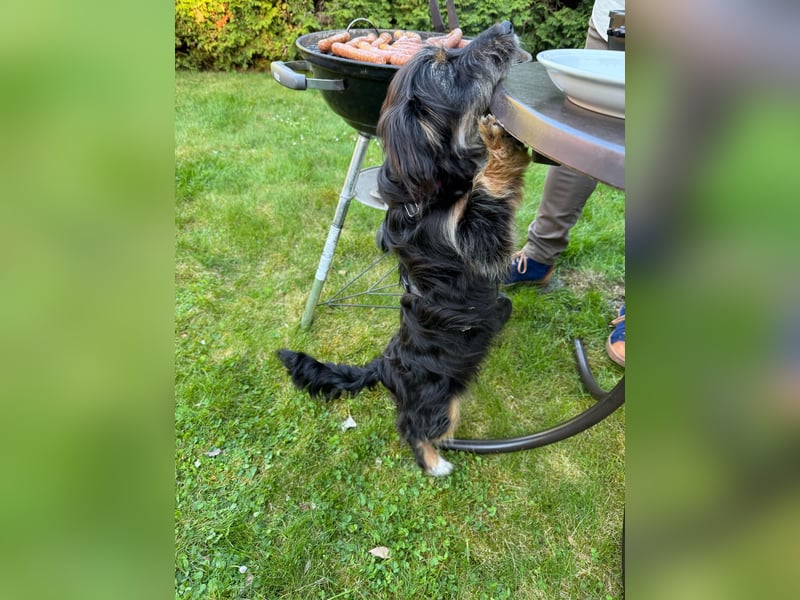 Richie - Kleiner Hund, große Augen