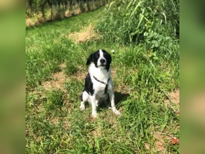 Oreo - im Tiefflug auf Familiencouch?