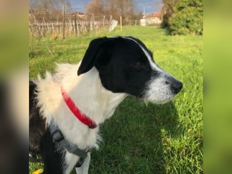 Oreo - im Tiefflug auf Familiencouch?